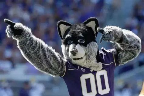 The Psychology Behind Harry: How Our Husky Mascot Boosts Morale